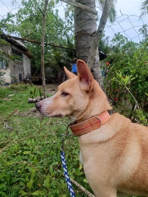 walker cebu city photos|Top Dog Walking in Cebu City with Best Prices on PetBacker.
